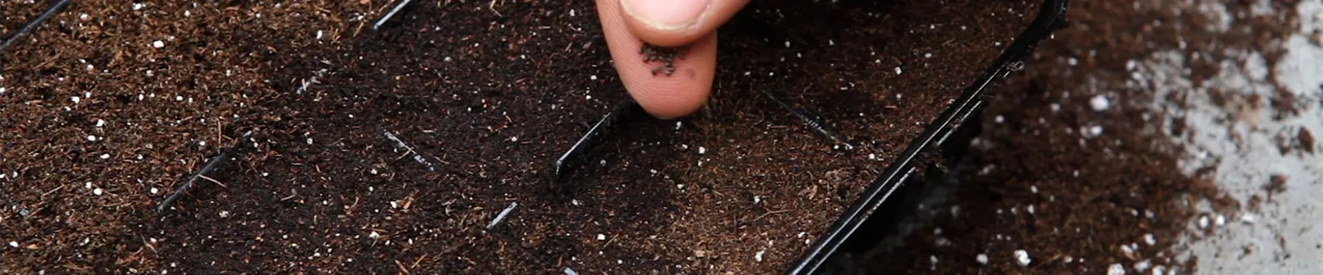 Bohnenkraut - Aussäen von Samen (4)