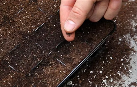 Bohnenkraut - Aussäen von Samen