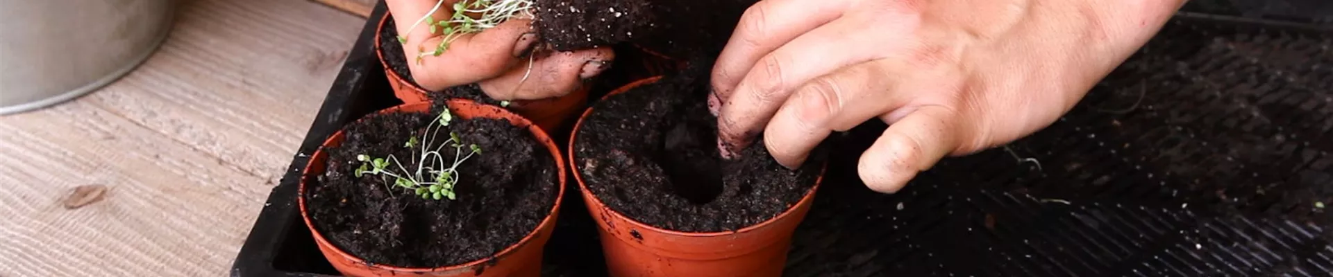 Bohnenkraut - Pikieren (4)