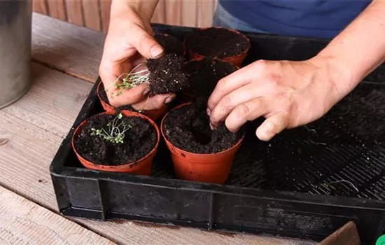 Bohnenkraut - Pikieren