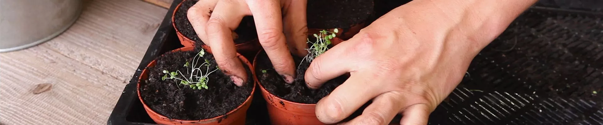 Bohnenkraut - Pikieren (thumbnail) Bohnenkraut - Pikieren (thumbnail)