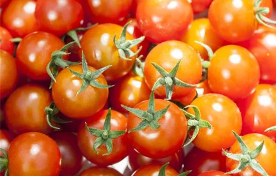 Krankheiten an Gemüsepflanzen vorbeugen Krankheiten an Gemüsepflanzen vorbeugen