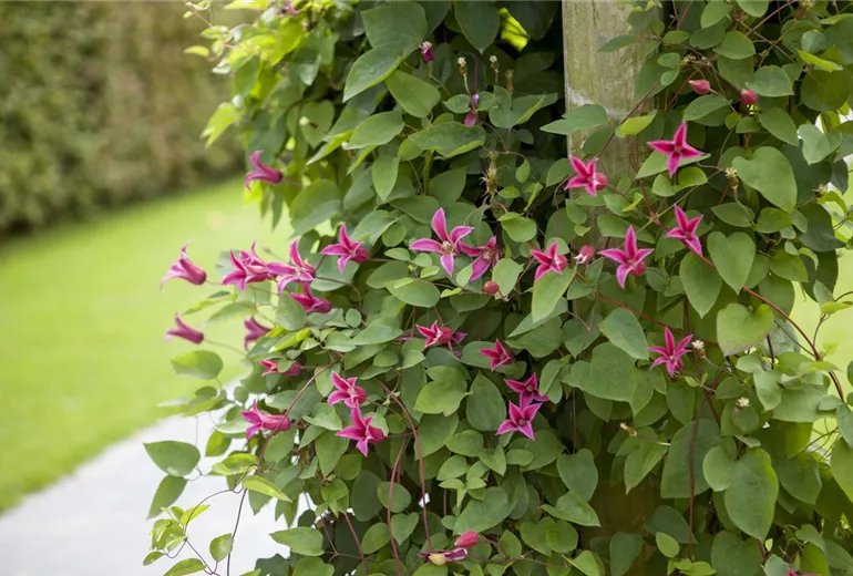 Clematis texensis 'Princess Diana'