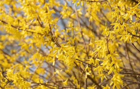 Forsythie – der goldene Frühlingsbote Forsythie – der goldene Frühlingsbote