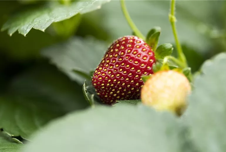 Fragaria Fragaria