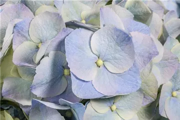 Die Blaublü(h)ter unter den Hortensien Die Blaublü(h)ter unter den Hortensien