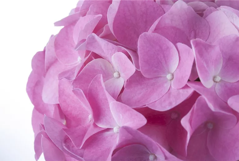 Hydrangea macrophylla, rosa Hydrangea macrophylla, rosa