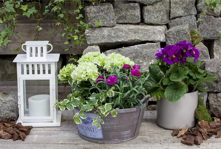 Dianthus caryophyllus Dianthus caryophyllus