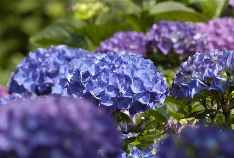 Hydrangea macrophylla, blau Hydrangea macrophylla, blau