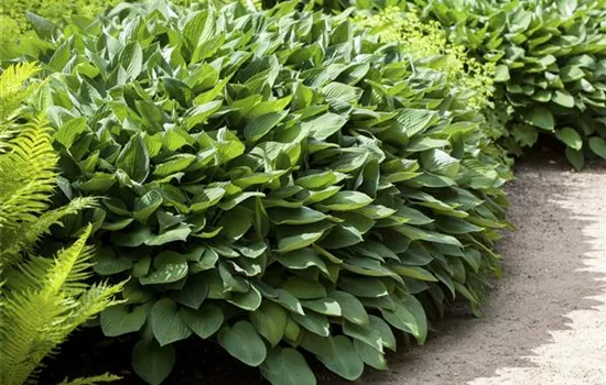 Die Funkie – der Allrounder im Garten Die Funkie – der Allrounder im Garten