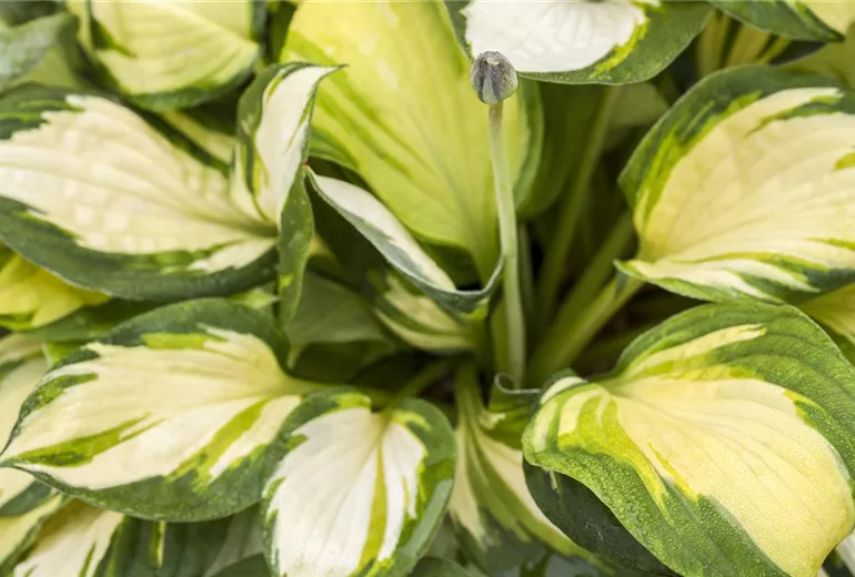 Hosta Hosta
