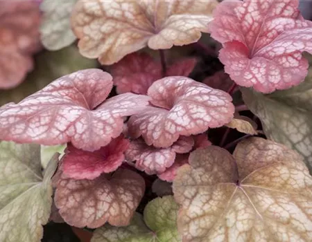 Das Purpurglöckchen – eine Kämpfernatur im Staudenbeet