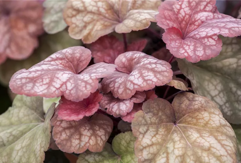 Heuchera 'Amber Lady' Heuchera 'Amber Lady'