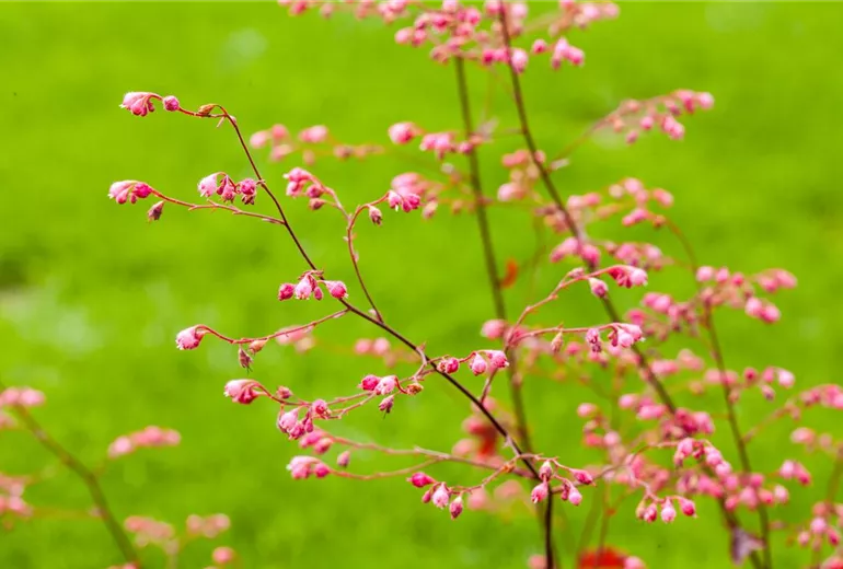 Heuchera Heuchera