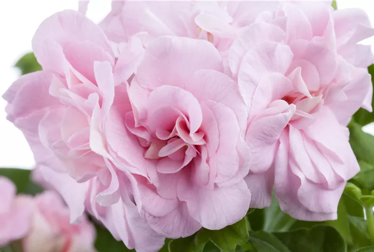 Pelargonium peltatum Pelargonium peltatum