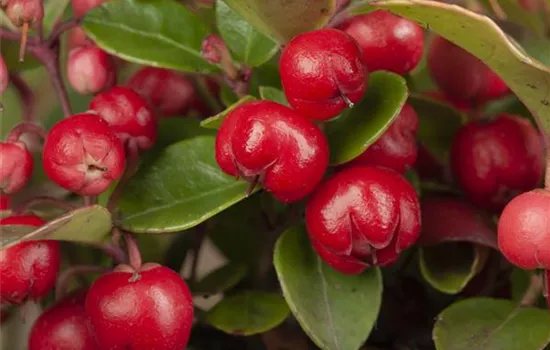 Die Scheinbeere – wenn eine Pflanze zur Dekoration wird Die Scheinbeere – wenn eine Pflanze zur Dekoration wird