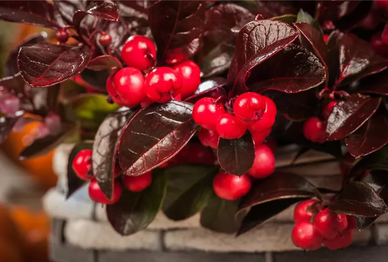 Gaultheria procumbens Gaultheria procumbens