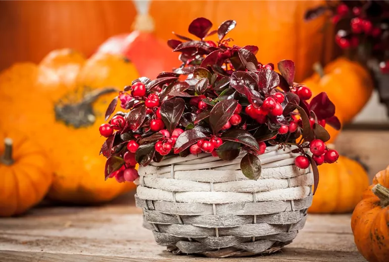 Gaultheria procumbens Gaultheria procumbens