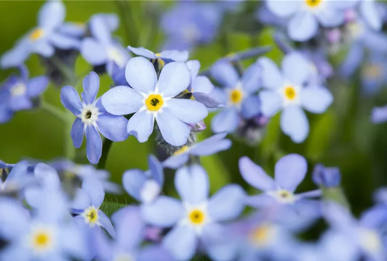 Myosotis sylvatica, blau Myosotis sylvatica, blau