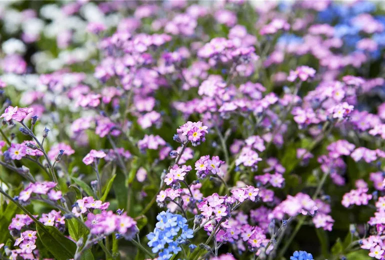 Myosotis sylvatica Myosotis sylvatica