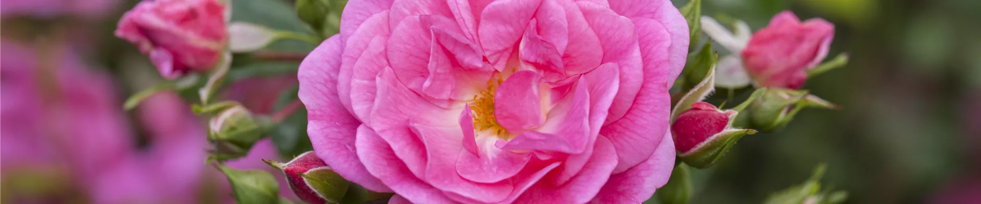 Beetrose, rosa Beetrose, rosa