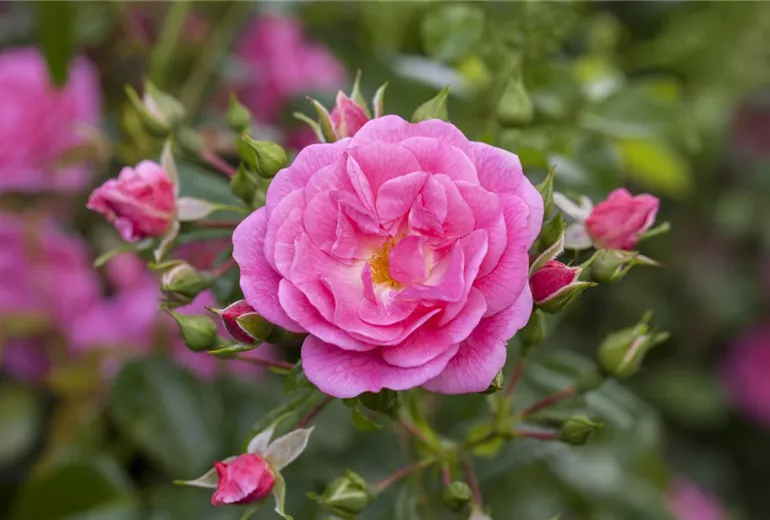 Beetrose, rosa Beetrose, rosa