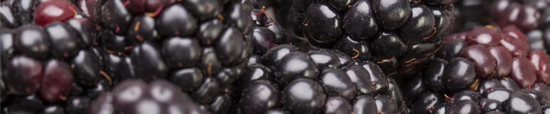 Rubus fruticosus Rubus fruticosus