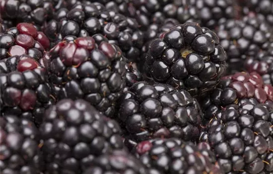 Brombeeren pflanzen Brombeeren pflanzen