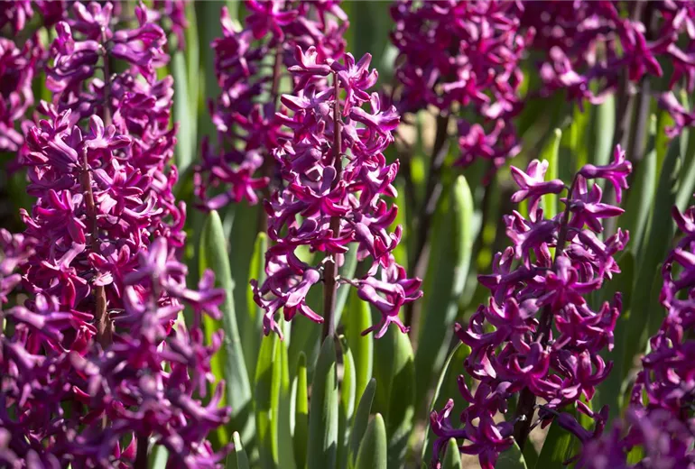 Hyacinthus orientalis, rot Hyacinthus orientalis, rot