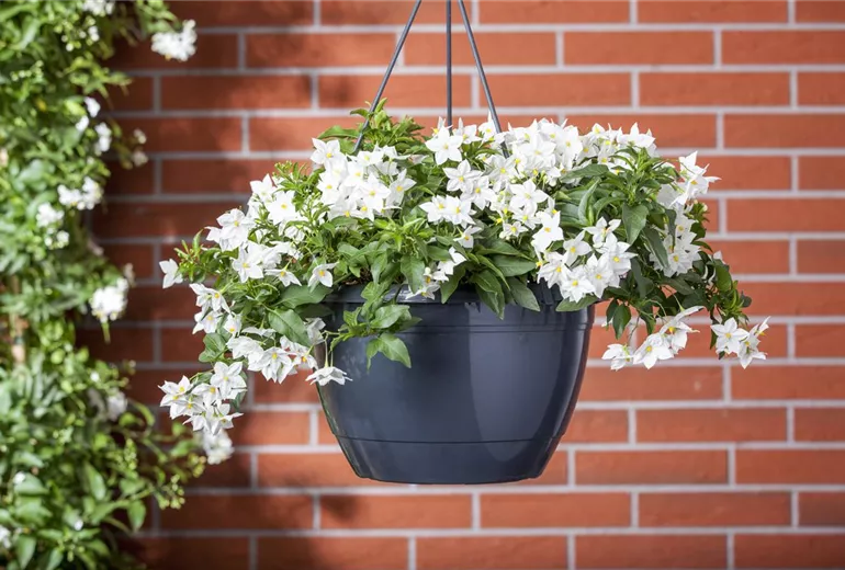 Solanum jasminoides, weiß Solanum jasminoides, weiß