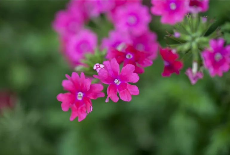 Verbena Verbena