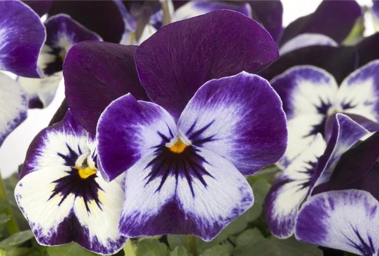 Viola cornuta
