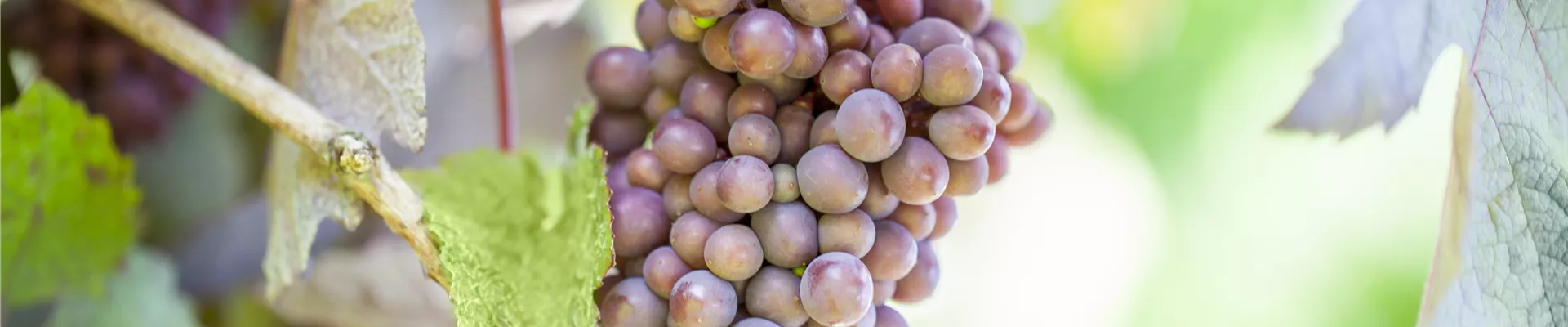 Vitis vinifera 'Purpurascens' Vitis vinifera 'Purpurascens'