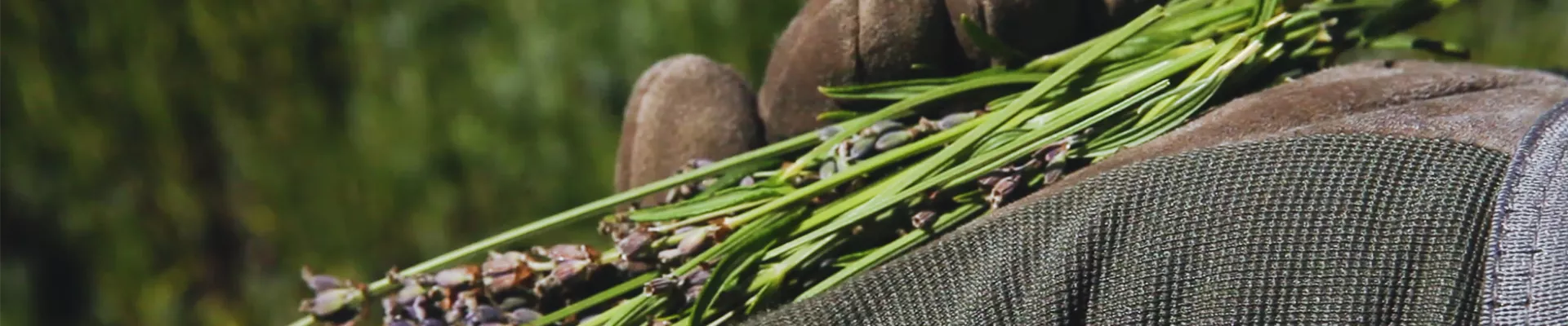 Lavendel - Zurückschneiden (thumbnail) Lavendel - Zurückschneiden (thumbnail)