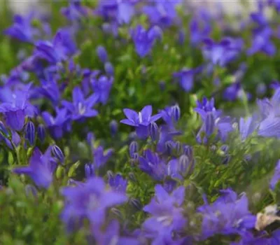 Glockenblume - Einpflanzen in den Garten