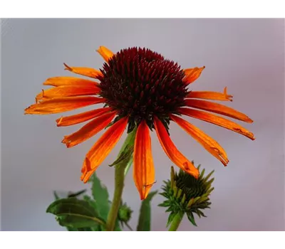 Echinacea purpurea 'Flame Thrower' -R-