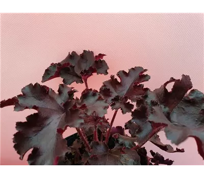 Heuchera x cult.'Black Pearl'