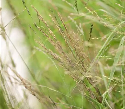 Molinia arundinacea 'Karl Foerster'