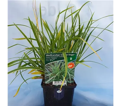 Carex morrowii 'Ice Dance'
