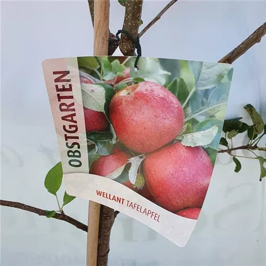 Malus "Wellant" Malus "Wellant"