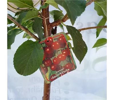 Prunus cer.'Karneol' CAC