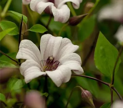 Clematis tex.'Princess Kate'
