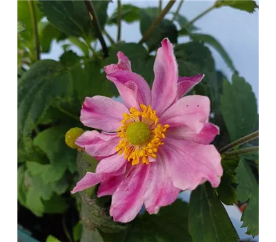 Anemone hupeh. Fantasy 'Pocahontas' -R-