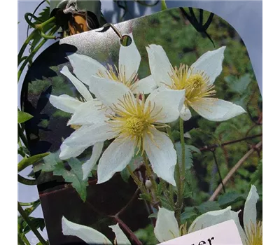 Clematis tangutica 'Anita'