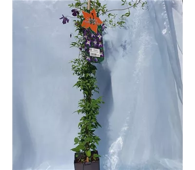 Clematis viticella "Little Bas" Clematis viticella "Little Bas"