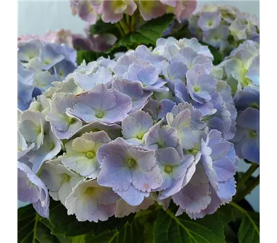 Hydrangea m. 'Forever & Ever' Blue -R-