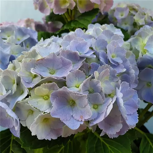 Hydrangea m. 'Forever & Ever' Blue -R-