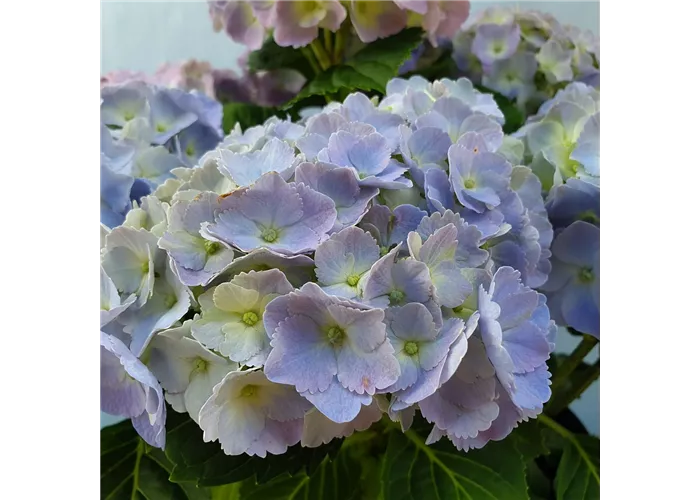 Hydrangea m. 'Forever & Ever' Blue -R-