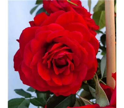 Rosa "Götterfunken"