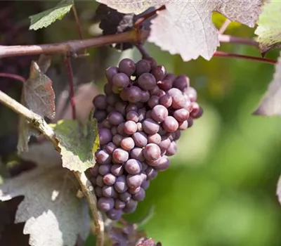 Vitis 'New York Muscat'
